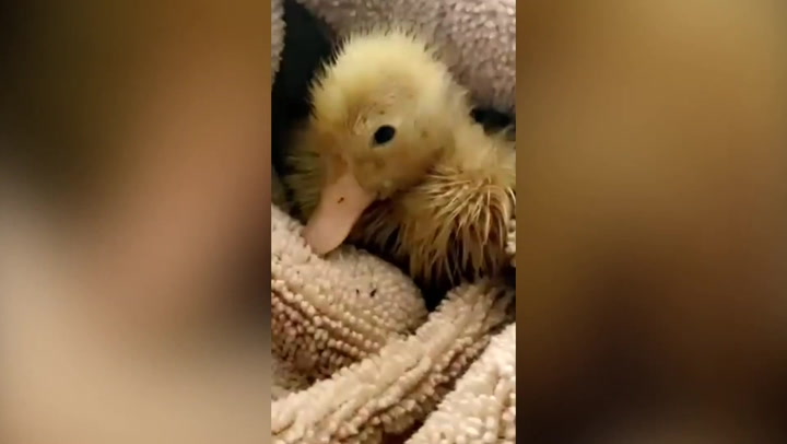 Duckling hatches from carton of eggs from Morrisons