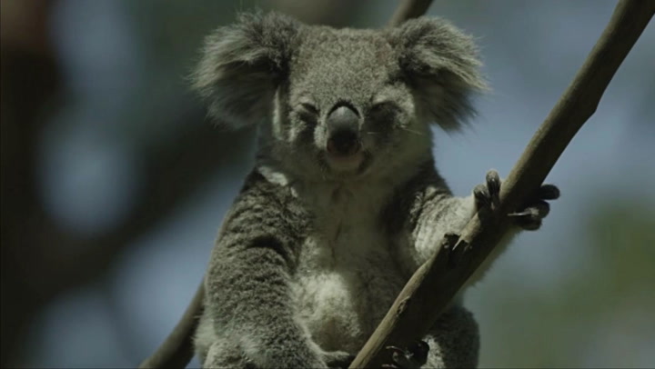 ¿Está el Koala en peligro de extinción?