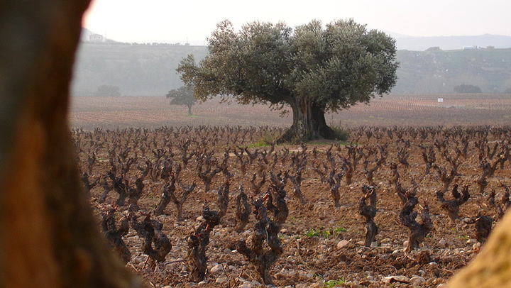Rioja's Riches: Traditional Blends & Modern Single Varietals with Jesús Madrazo of Contino
