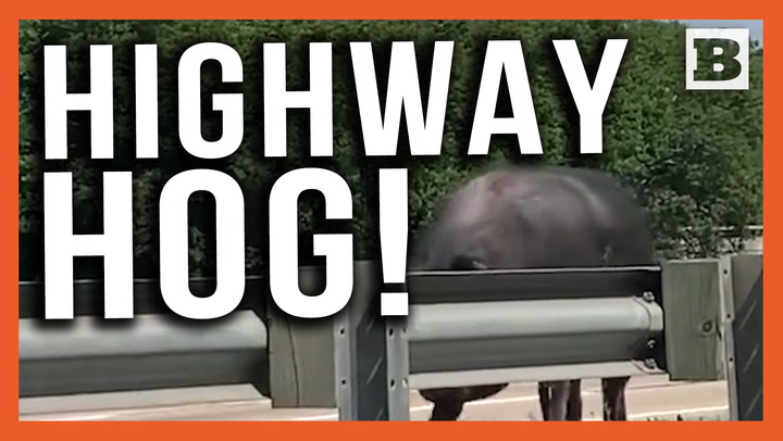 Highway Hog! Giant Pig Strolls Along Interstate Near Baton Rouge