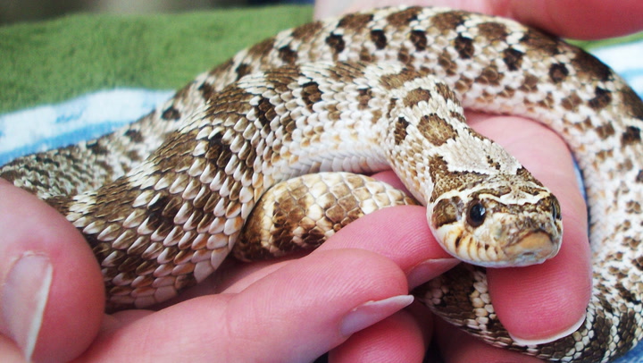 A Guide To Caring For Hognose Snakes As Pets,Simple French Toast Recipe For Two