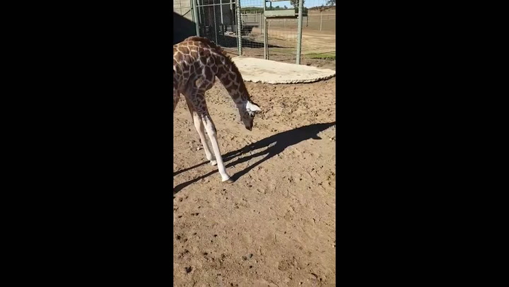 Baby giraffe discovers own shadow