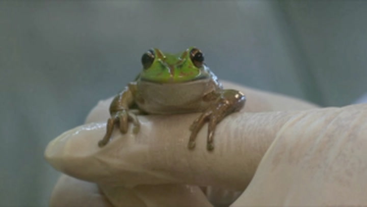 This ‘Frog Whisperer’ speaks with frogs for science