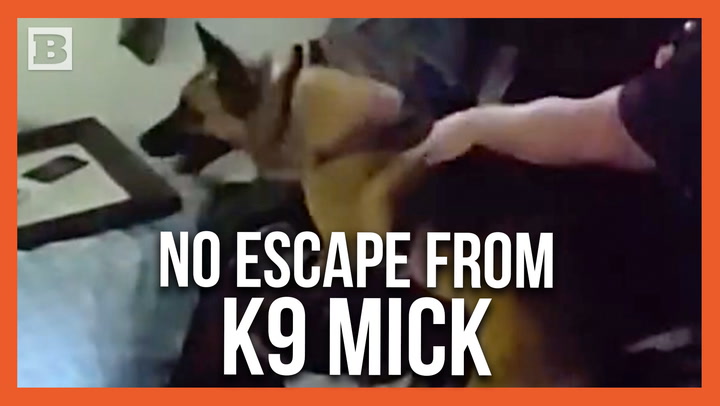 K9 Tracks Wanted Criminal's Scent and Locates Him Behind Hidden Door