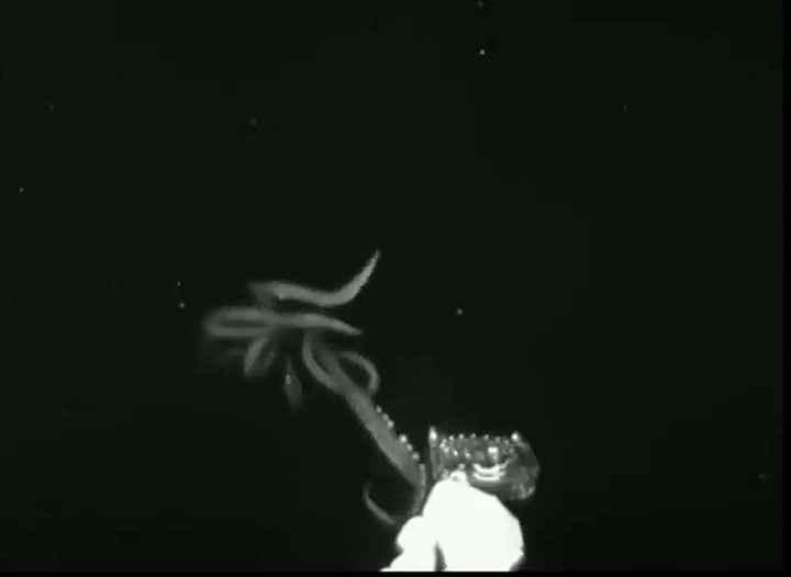 Calamar gigante captado por una cámara infrarroja a más de 400 metros (Twitter: @Rainmaker1973)