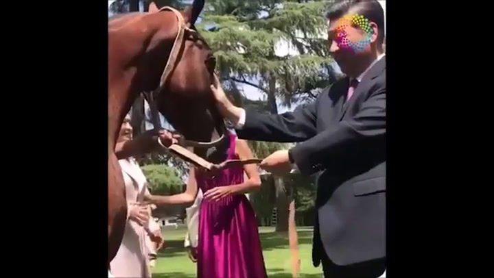 El presidente de China recibió de regalo un caballo de la raza Polo Argentino - Fuente: G-20