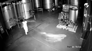 Increíble golpe a una bodega en España: un intruso desparramó vino por 2,5 millones de euros e investigan sabotaje