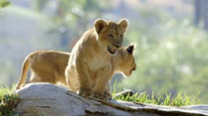 Heartwarming moment lion cubs meet father for first time