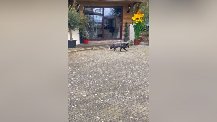 Rare black fox spotted roaming streets in Wales