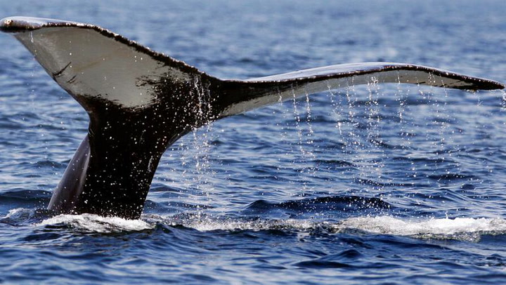 Islandia planea poner fin a la caza de ballenas
