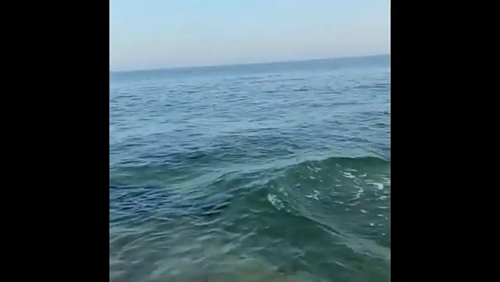 La amistad entre un perro y un delfín en una playa de Crimea - Fuente: Instagram