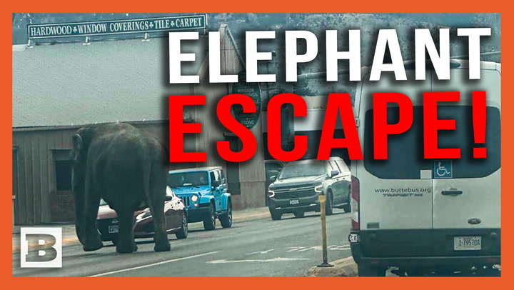 Jumbo Oh No! Escaped Circus Elephant Goes for a Run Around Montana Town