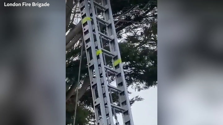 Cat rescues itself using firefighters' ladder