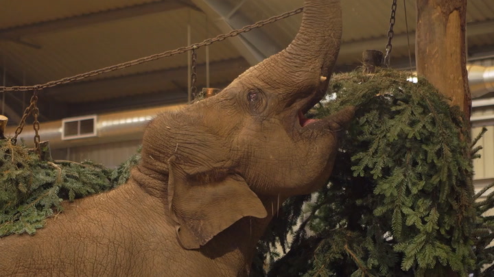 Zookeepers help baby elephant celebrate first Christmas by creating 'winter wonderland'