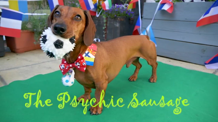 Euro 2020: Opening game will be a draw, according to 'psychic' sausage dog