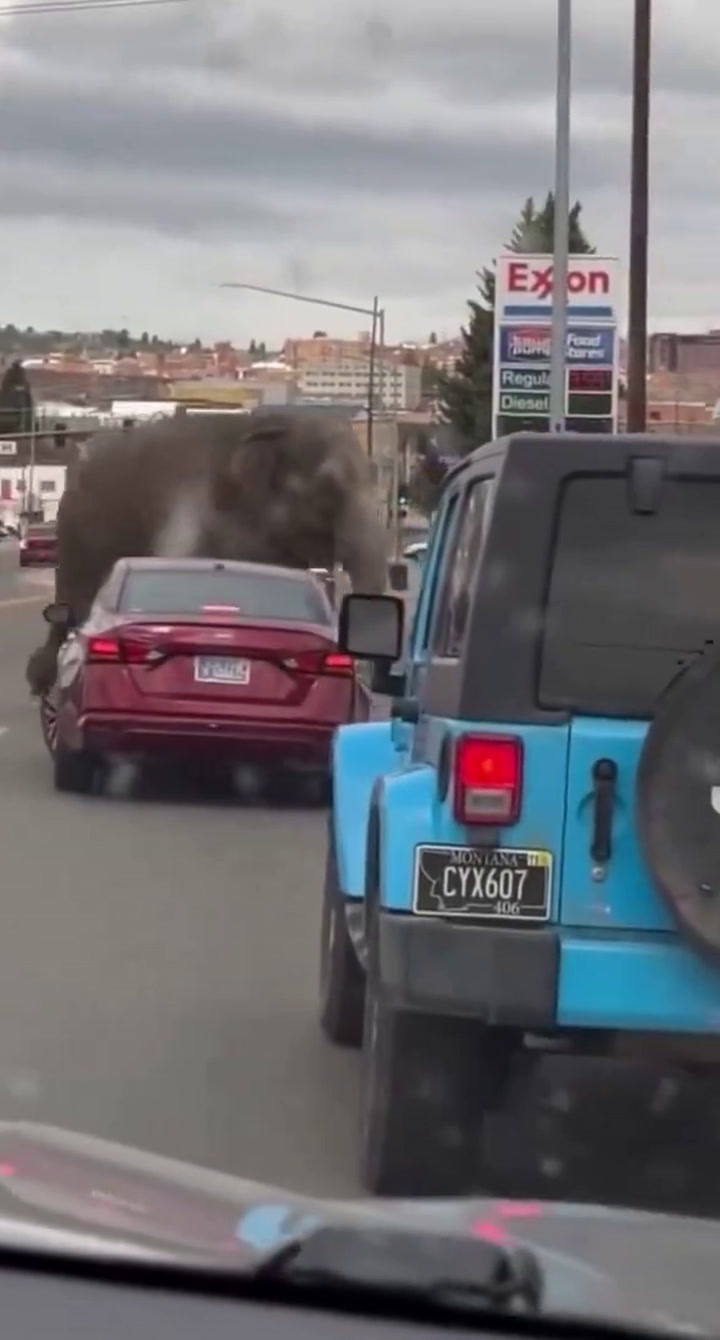 Viola, una elefante de 58 años, escapó de un circo en Montana