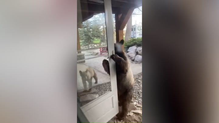 Brazen bear cub opens front door of Colorado home