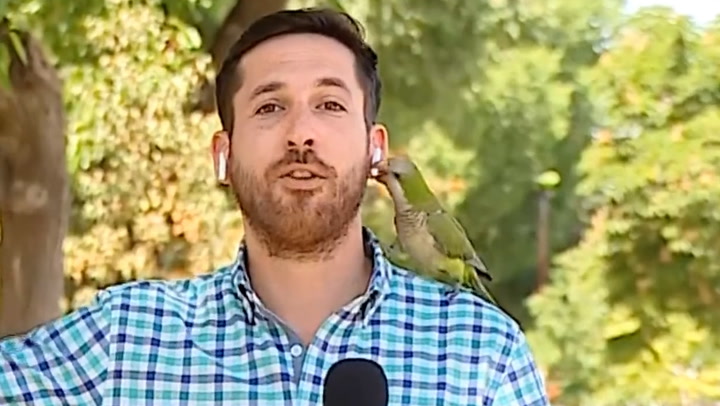 Surprising moment a parrot steals reporter's earphone live on air