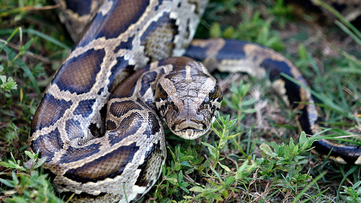 'Python huntress' and husband arrive in Florida to hunt snakes as annual challenge begins
