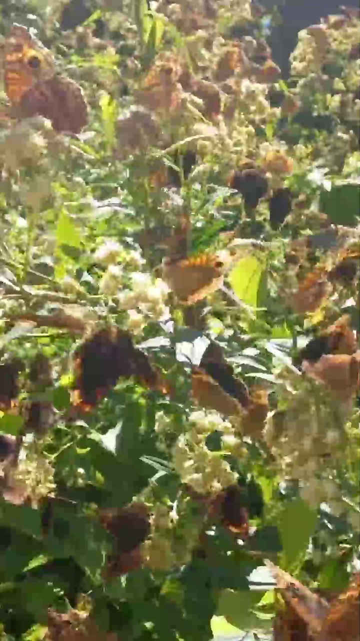 nvasión de mariposas "cuatro ojos" en la Reserva Ribera Norte, San Isidro
