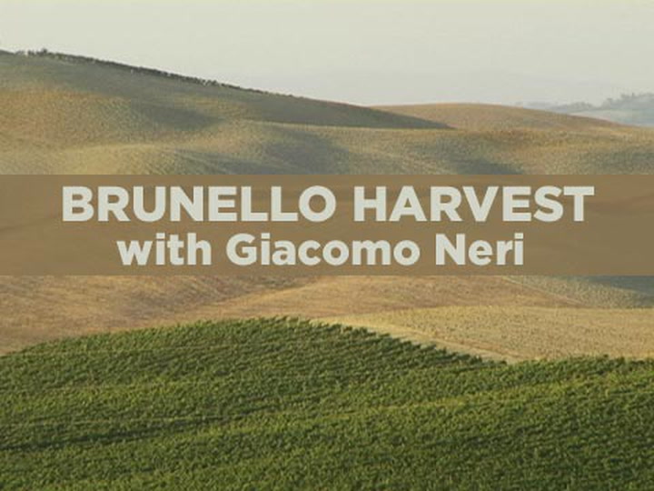 Casanova di Neri Brunello Harvest