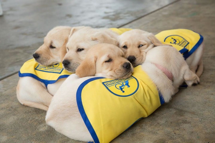 Watch Future Service Dogs Play, Eat, and Grow in Real Time with This Adorable Puppy Cam