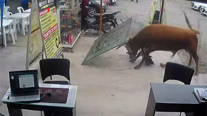 Bull escapes abattoir truck, crashes into shop, injures one