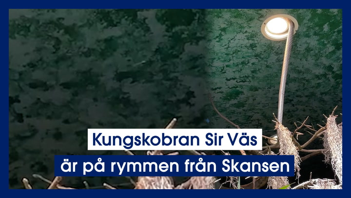 Kungskobran Sir Väs är på rymmen från Skansen