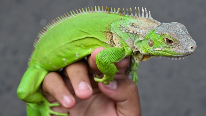 A Guide To Caring For Iguanas As Pets,What Is A Caper Berry