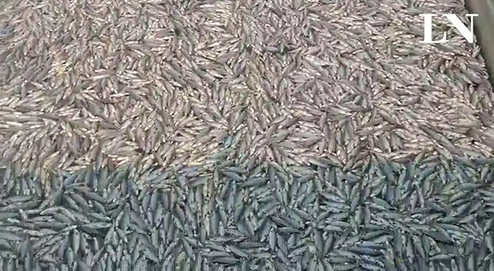 Una mortandad de peces en el Pilcomayo