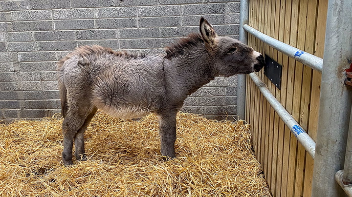 Four donkey foals born after abandoned mares thrive in sanctuary home