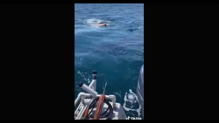 Un hombre se confundió un tiburón blanco con uno peregrino y debió escapar del agua