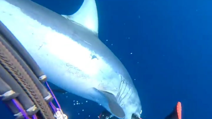 Diver screams for help as he is attacked by shark