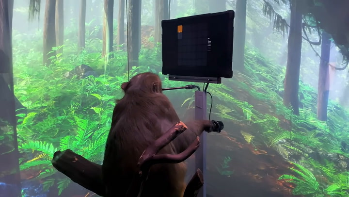Un mono interactúa con una computadora a través del implante de Neuralink