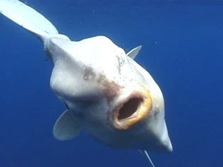 Swim with the Mola Mola Smithsonian Magazine