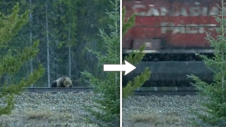 HUNGRY GRIZZLY NEARLY HIT BY TRAIN WHILE EATING UNNATURAL SPRING FOOD SOURCE