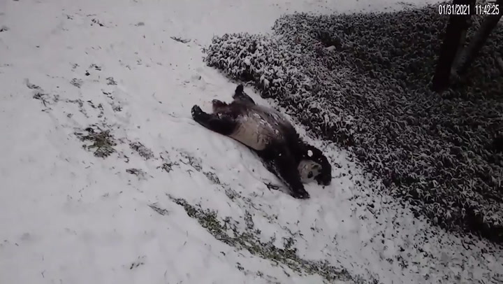 Giant pandas play in the snow at Washington zoo