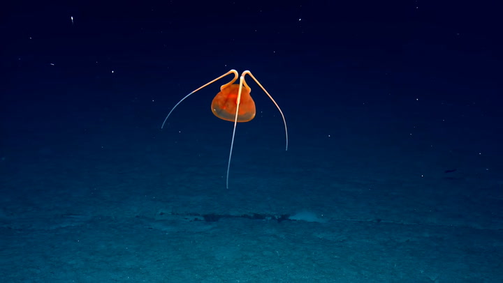 Rare unnamed jellyfish seen only once before spotted in remote Pacific Ocean