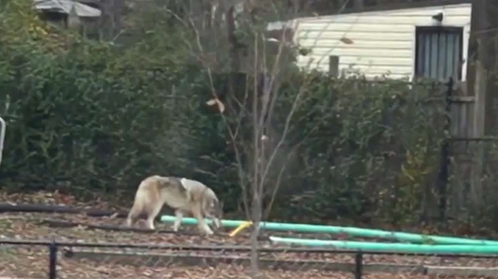 Wolf-dog hybrid spotted roaming parts of Prince George's County