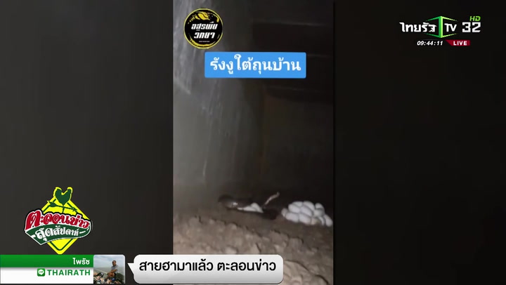 ทีมอรพิษจับงูเห่ากกไข่ซุกใต้ถุนบ้าน