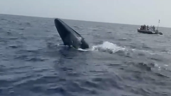 Tourist boat staff save whale tangled in ropes in Fuerteventura