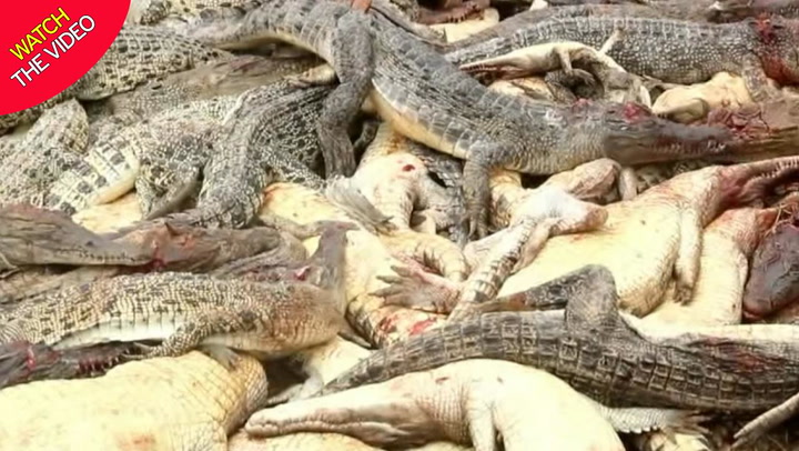Angry mob beats hundreds of crocodiles to death in revenge attack after  villager was eaten - World News - Mirror Online