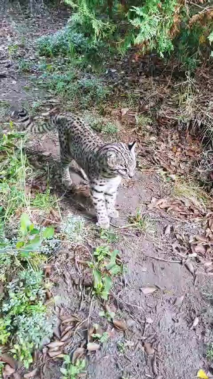 Avistaron un gato montés en el Parque Nacional Lanín