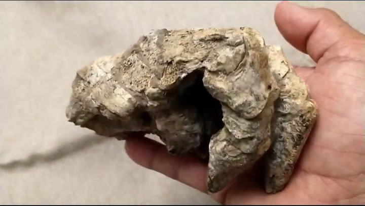 Hallan en San Pedro los restos fósiles de un armadillo de hace 500.000 años
