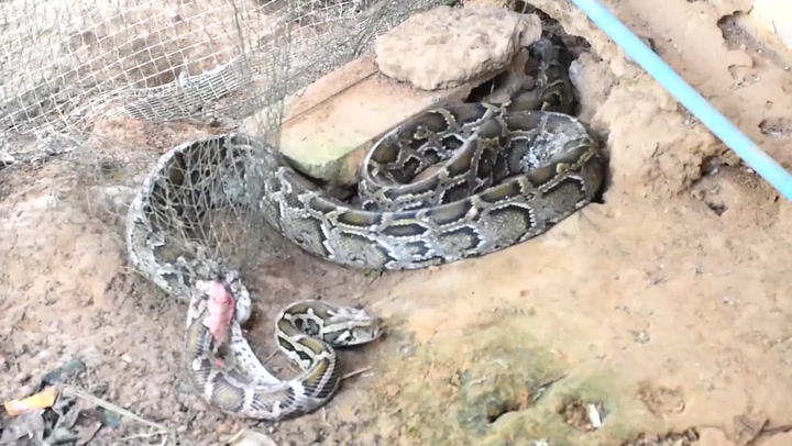 Large 10ft-long python tangled up in garden net rescued in Thailand