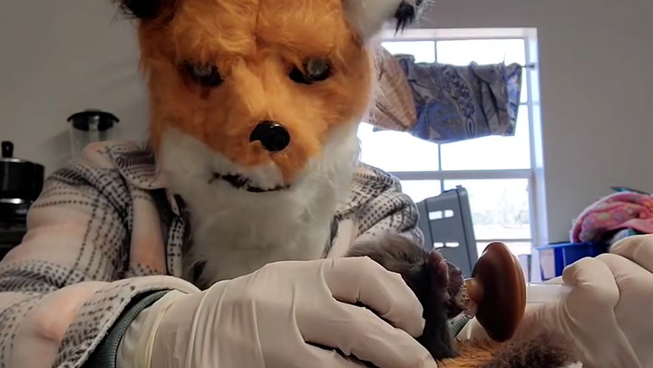 Rescue worker dons bizarre fox costume to feed orphaned cub at wildlife centre
