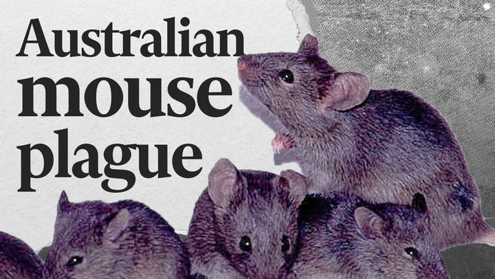 What is causing the Australian mouse plague?