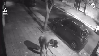 Un hombre maltrató a su perro en plena calle y ahora los vecinos piden ayuda para rescatarlo