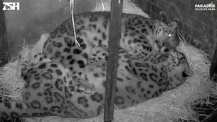 Meet the adorable snow leopard couple who snuggle together every night