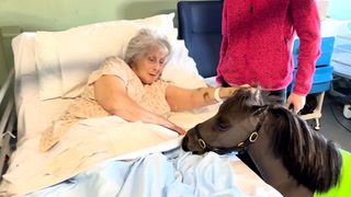 Therapy pony visits hospital to cheer up patients in their sick beds